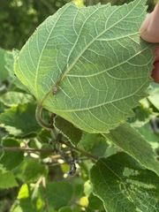 Araneae