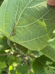 Araneae