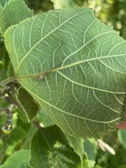 Araneae