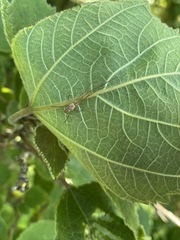 Araneae