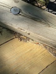 Camponotus pennsylvanicus