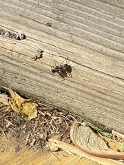 Camponotus pennsylvanicus