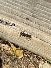 Camponotus pennsylvanicus