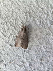 Melipotis acontioides