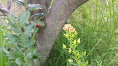 Alonsoa meridionalis