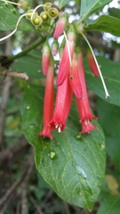Iochroma fuchsioides