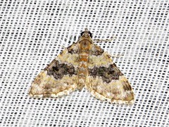 Piercia perizomoides