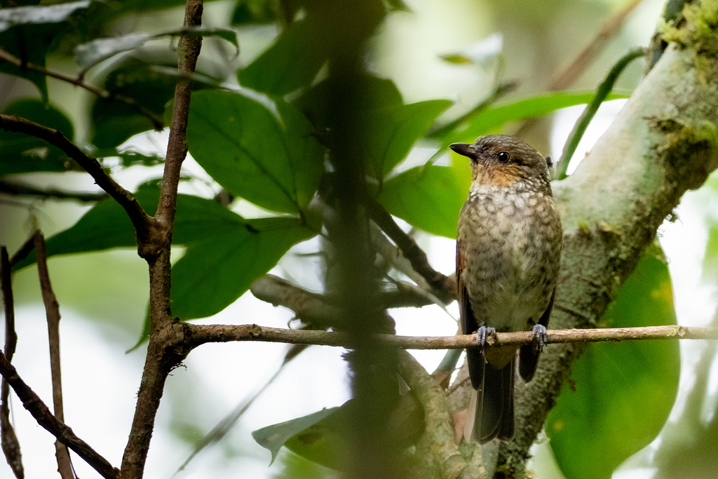 Mottled Berryhunter photo