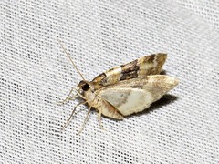 Piercia perizomoides