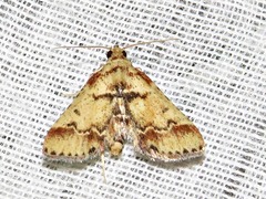 Zitha zonalis