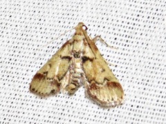 Zitha zonalis