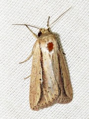 Mythimna tacuna