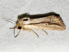 Mythimna tacuna