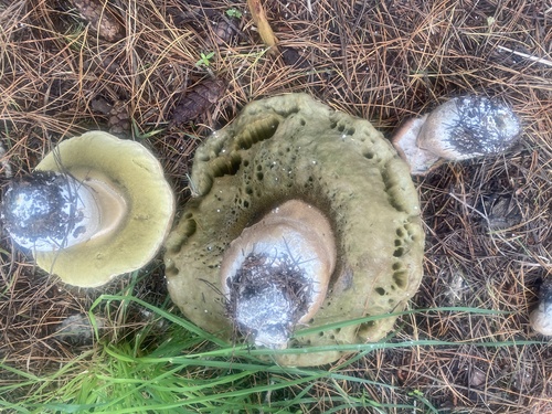 Boletus edulis (Photo 4 of 10)