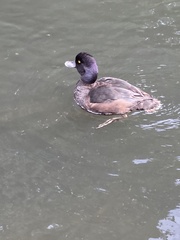 Aythya novaeseelandiae