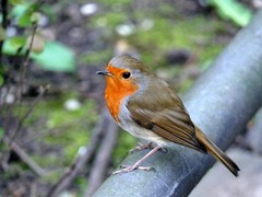 Erithacus rubecula