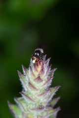 Holopogon nigripennis