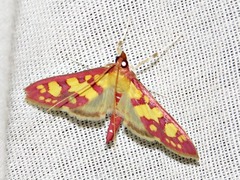 Stenochora lancinalis