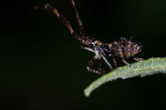 Coreus marginatus