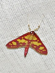 Stenochora lancinalis