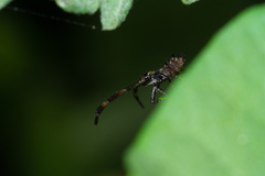 Coreus marginatus