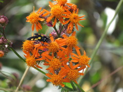 Procalypta victorina