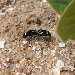 Traumatomutilla indica