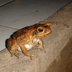 Rhinella marina
