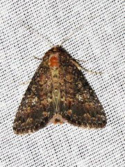 Condica capensis