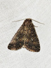 Condica capensis