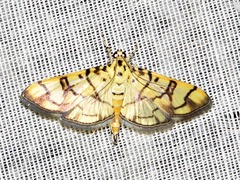 Pardomima