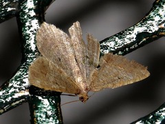 Isturgia catalaunaria