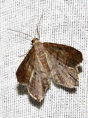 Chiasmia confuscata