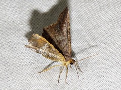 Chiasmia confuscata