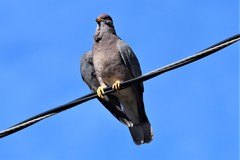 Patagioenas fasciata