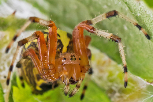 Marbled Orbweaver photo 5
