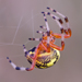 園蛛屬 - Photo (c) Bill Keim，保留部份權利CC BY