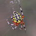 Marbled Orbweaver - Photo (c) Bill Keim, some rights reserved (CC BY)