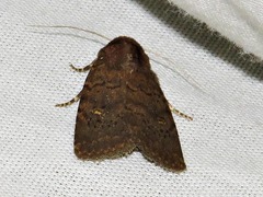 Caradrina tenebrata
