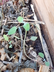 Chenopodium quinoa