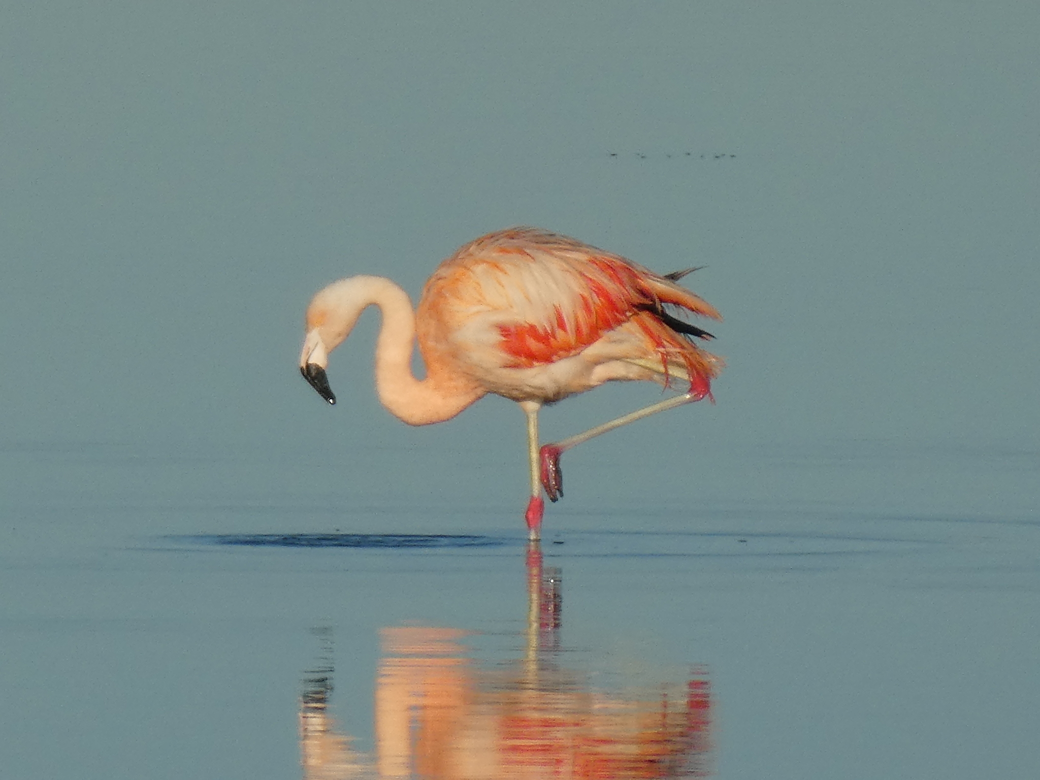 Chilean Flamingo (Phoenicopterus chilensis)