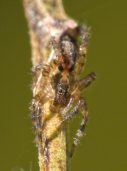 Allocosa