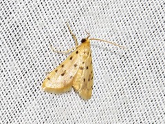 Calamoschoena stictalis