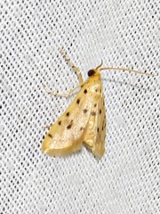 Calamoschoena stictalis