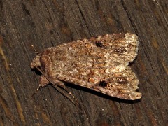 Spodoptera triturata