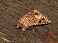 Spodoptera triturata