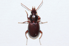 Gastrellarius honestus