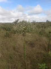 Paepalanthus chiquitensis