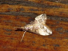 Autocharis sinualis