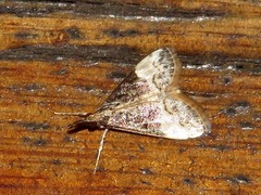 Autocharis sinualis